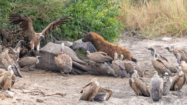Peste 100 de vulturi au fost otrăviţi de braconieri în Parcul Naţional Kruger