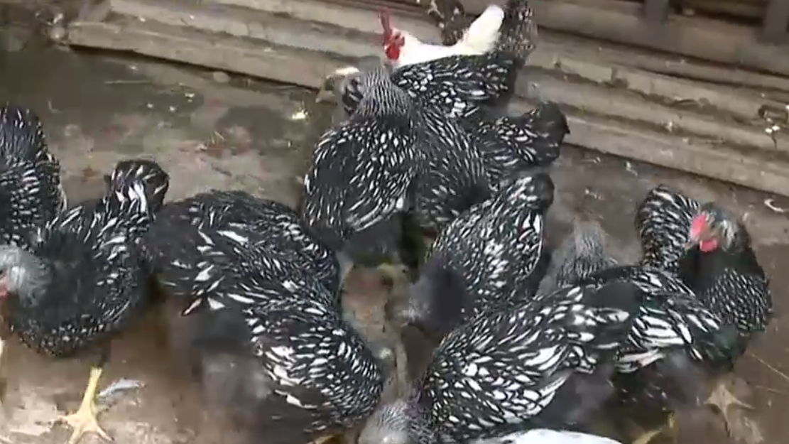 Orășenii au început să crească păsări și porci ca să facă față scumpirilor. Și-au ridicat cotețe și cocini la marginea localității