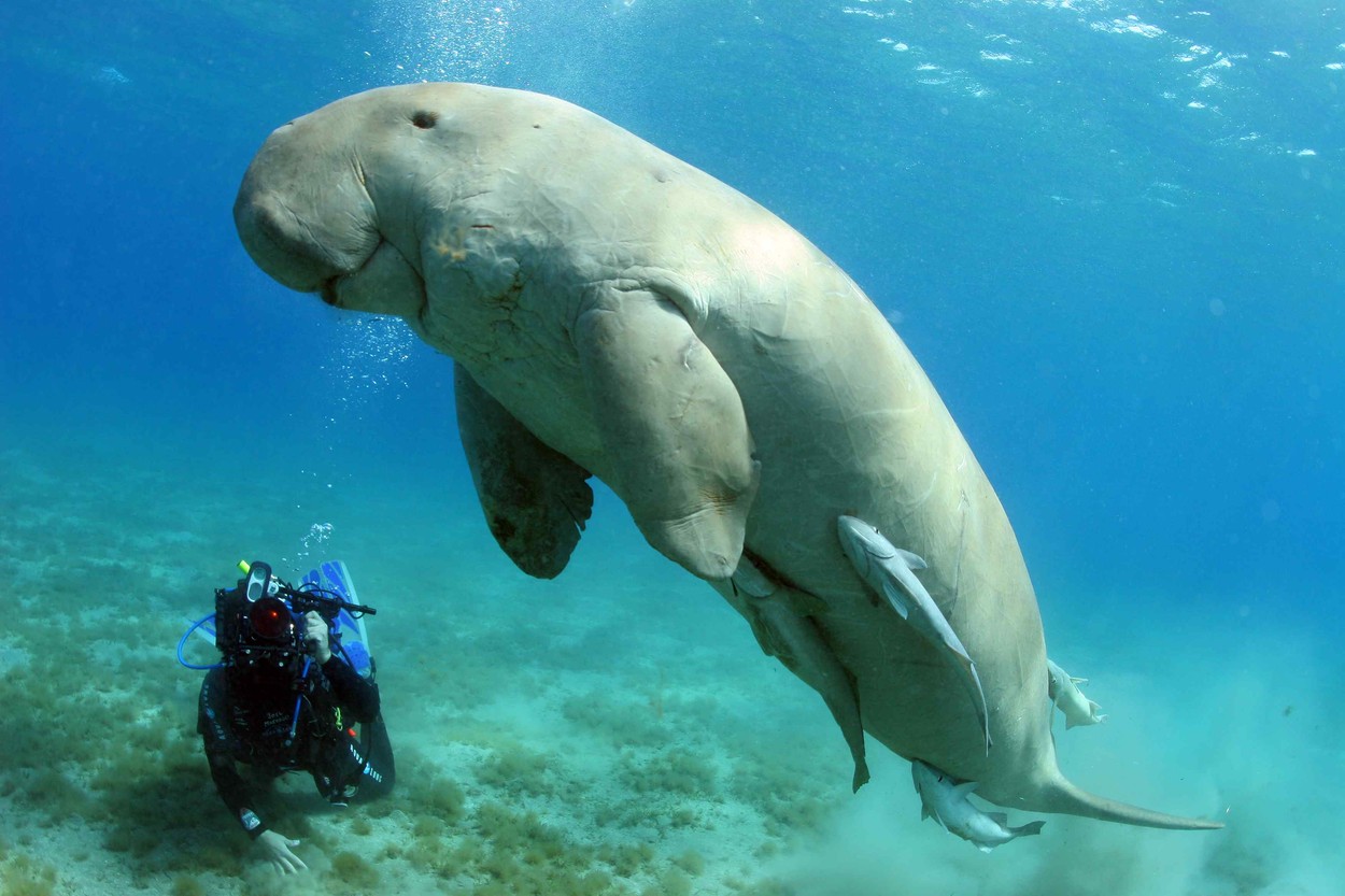 Dugongul a devenit prima specie de mamifer de mari dimensiuni care dispare din apele de coastă ale Chinei