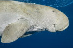 Dugong