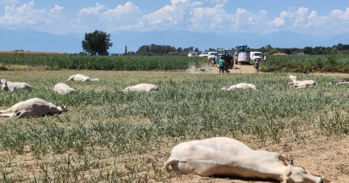 Una fattoria italiana è diventata un obitorio a cielo aperto.  Decine di mucche sono morte per avvelenamento a causa della siccità senza precedenti