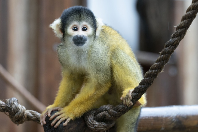 ZSL London Zoo annual weigh-in