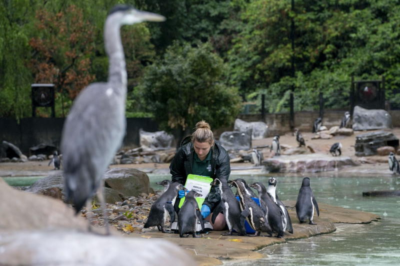 ZSL London Zoo annual weigh-in