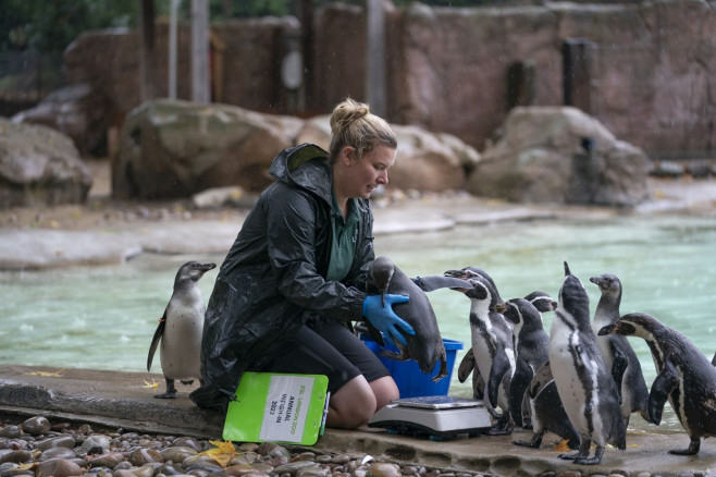 ZSL London Zoo annual weigh-in