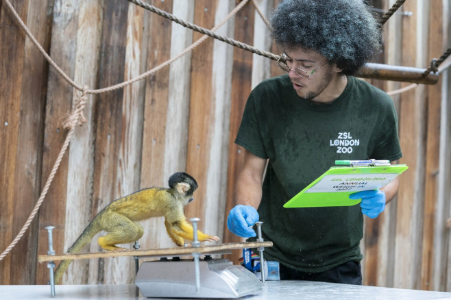 ZSL London Zoo annual weigh-in