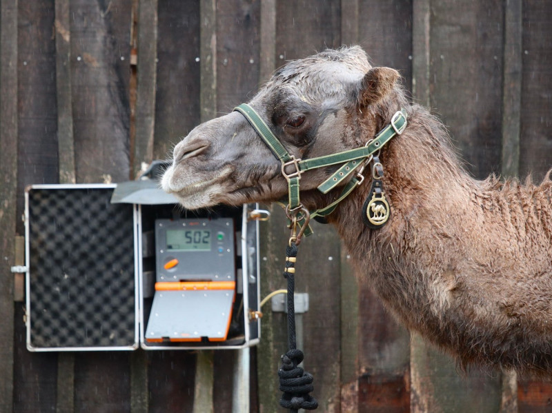 London Zoo Annual Weigh In, London, UK - 25 Aug 2022