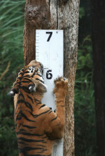 London Zoo Annual Weigh In, London, UK - 25 Aug 2022