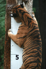 London Zoo Annual Weigh In, London, UK - 25 Aug 2022