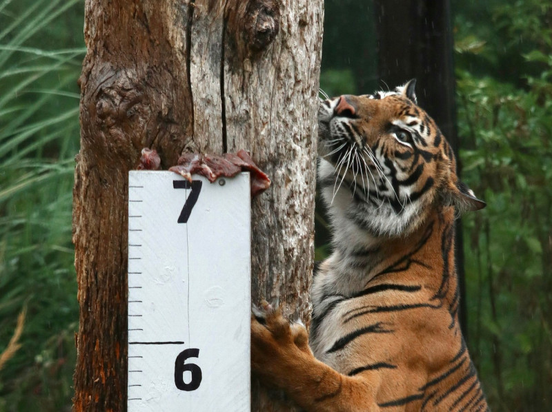 London Zoo Annual Weigh In, London, UK - 25 Aug 2022