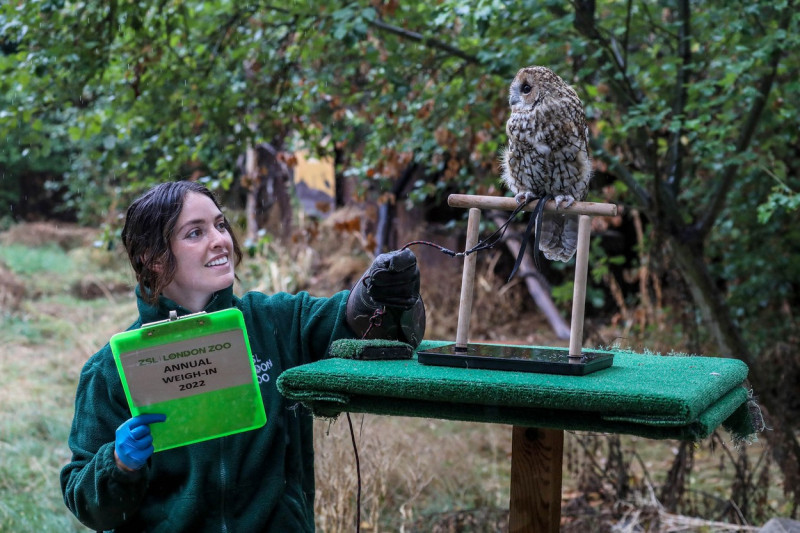 ZSL London Zoo’s Annual Weigh-in