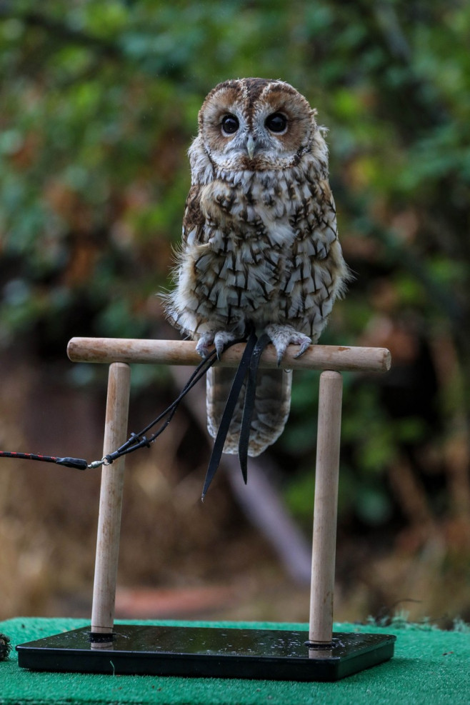 ZSL London Zoo’s Annual Weigh-in