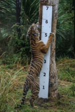 ZSL London Zoo’s Annual Weigh-in