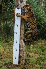 ZSL London Zoo’s Annual Weigh-in