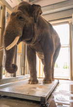 EXCLUSIVE: Adorable Pictures Show Annual Weigh-in At London Zoo â€“ With Over 10,000 Animals Stepping On Scales