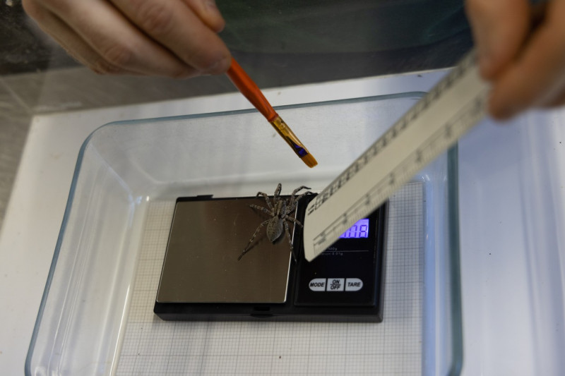 EXCLUSIVE: Adorable Pictures Show Annual Weigh-in At London Zoo â€“ With Over 10,000 Animals Stepping On Scales