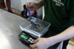 EXCLUSIVE: Adorable Pictures Show Annual Weigh-in At London Zoo â€“ With Over 10,000 Animals Stepping On Scales