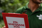 EXCLUSIVE: Adorable Pictures Show Annual Weigh-in At London Zoo â€“ With Over 10,000 Animals Stepping On Scales