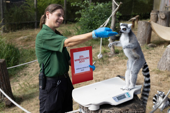 EXCLUSIVE: Adorable Pictures Show Annual Weigh-in At London Zoo â€“ With Over 10,000 Animals Stepping On Scales