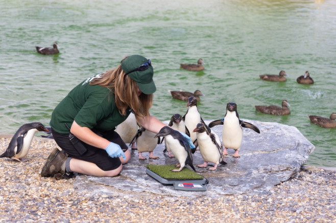 EXCLUSIVE: Adorable Pictures Show Annual Weigh-in At London Zoo â€“ With Over 10,000 Animals Stepping On Scales