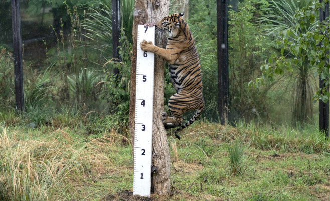 ZSL London Zoo annual weigh-in