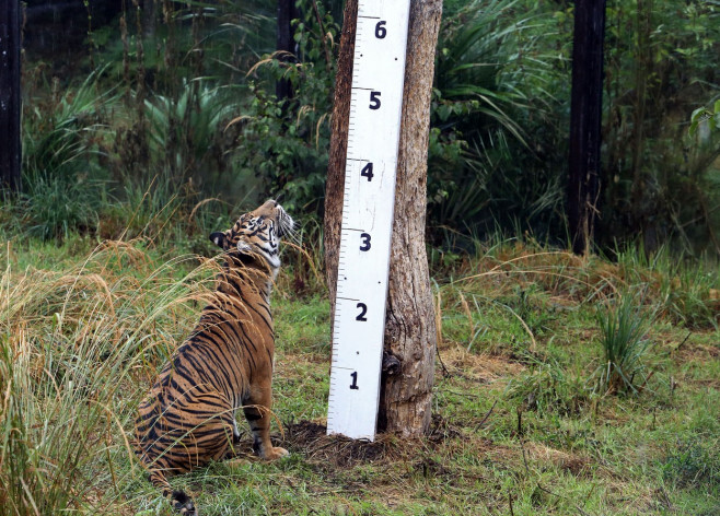 recensamant zoo londra tigru profimedia-0716521803