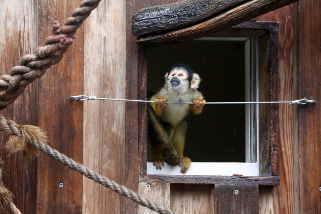 recensamant zoo londra maimuta veverita profimedia-0716524231