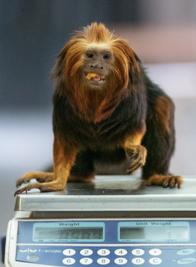 ZSL London Zoo annual weigh-in