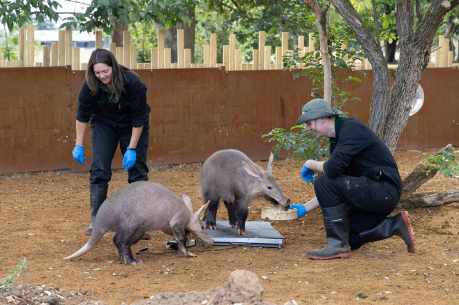 EXCLUSIVE: Adorable Pictures Show Annual Weigh-in At London Zoo â€“ With Over 10,000 Animals Stepping On Scales