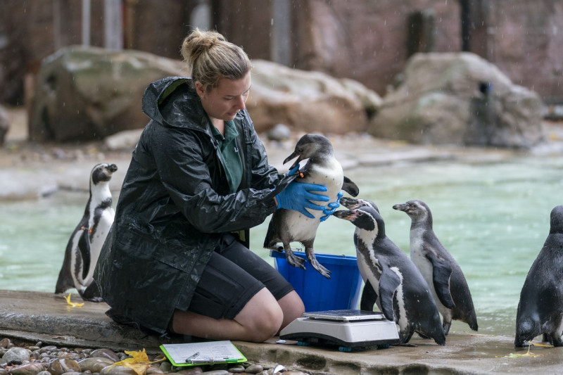 ZSL London Zoo annual weigh-in