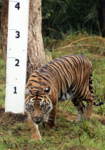 recensamant zoo londra tigru profimedia-0716522425