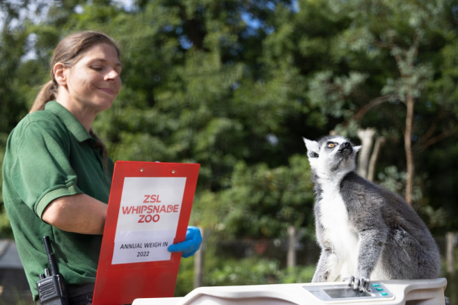 EXCLUSIVE: Adorable Pictures Show Annual Weigh-in At London Zoo â€“ With Over 10,000 Animals Stepping On Scales