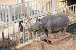 EXCLUSIVE: Adorable Pictures Show Annual Weigh-in At London Zoo â€“ With Over 10,000 Animals Stepping On Scales