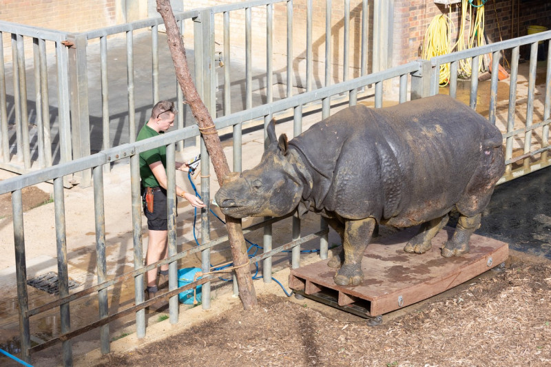 EXCLUSIVE: Adorable Pictures Show Annual Weigh-in At London Zoo â€“ With Over 10,000 Animals Stepping On Scales