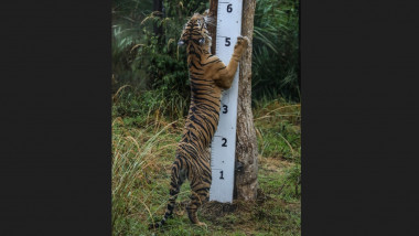 recensamant zoo londra tigru sumatra - profimedia