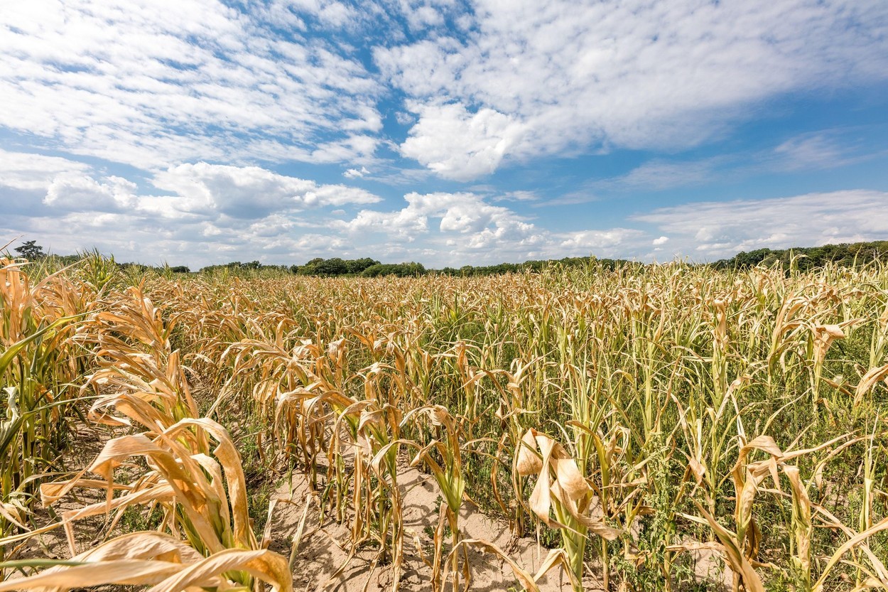 CE reduce estimările privind producția de porumb din acest an, din cauza recoltelor scăzute din România, Franţa, Bulgaria şi Ungaria