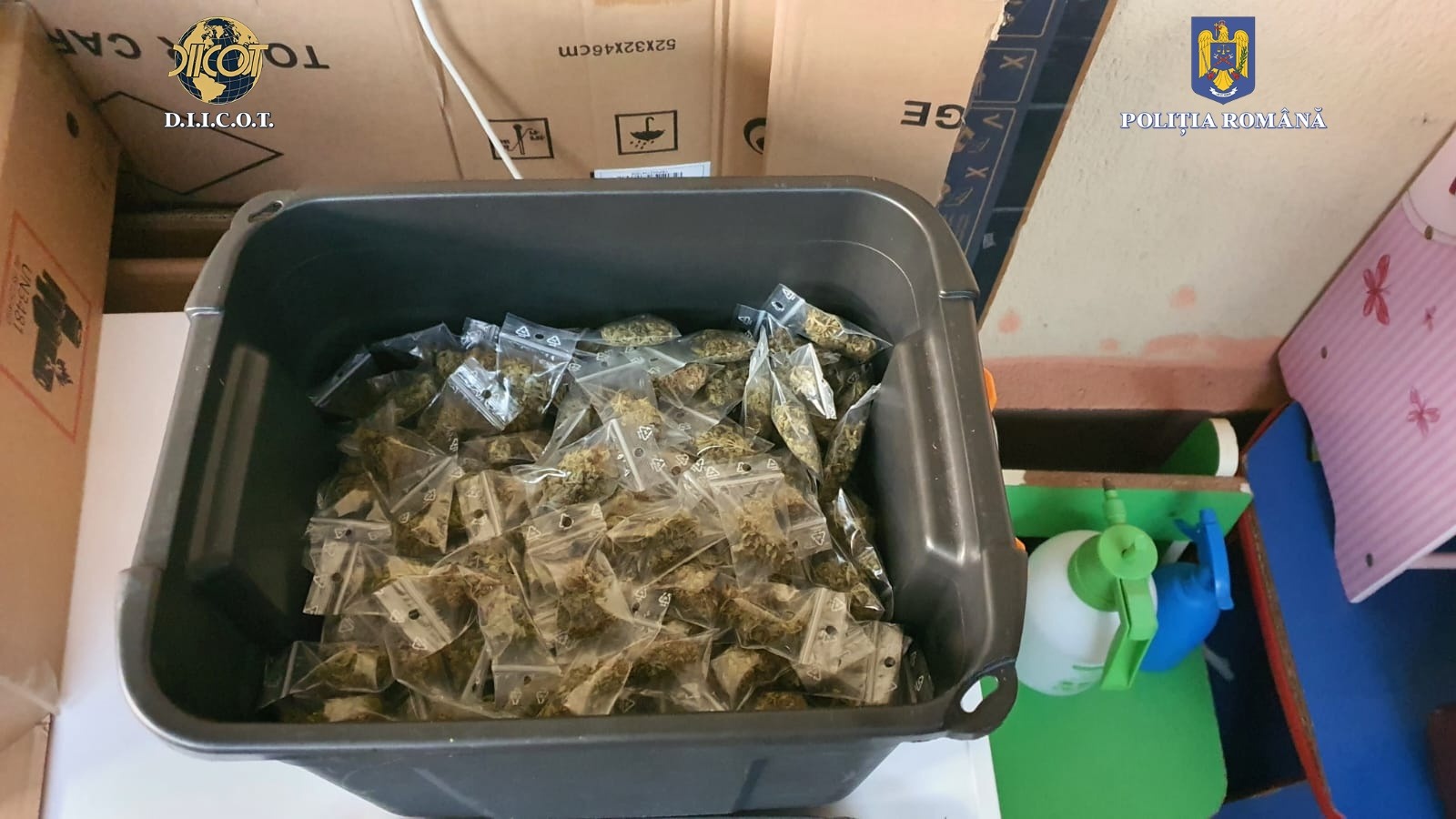 Plantație de cannabis găsită la subsolul unei case. Peste 80 de percheziții la traficanții de droguri, 150 de persoane vor fi audiate