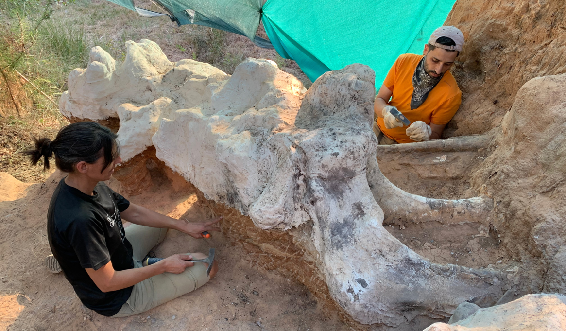 Un schelet gigantic de dinozaur a fost găsit într-o grădină din Portugalia