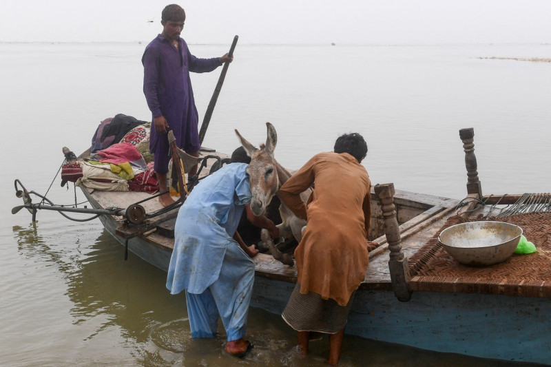 inundatii-pakistan-profimedia13