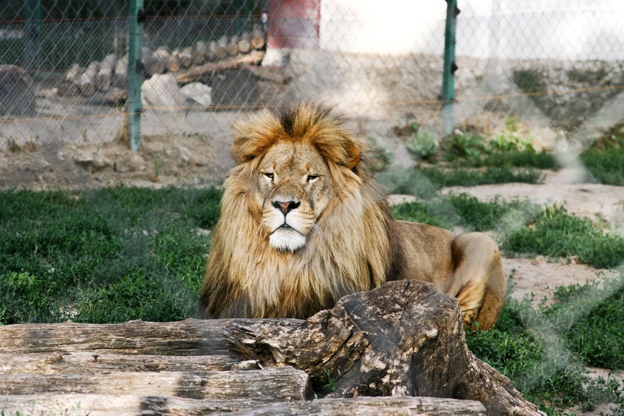 Un bărbat a murit după ce a intrat în cușca leilor dintr-o grădină zoologică din Accra