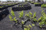 A vineyard, Lanzarote, The Canary Islands, Spain. The vines are grown in small pits with walls of volcanic rock collect dew in the arid environment