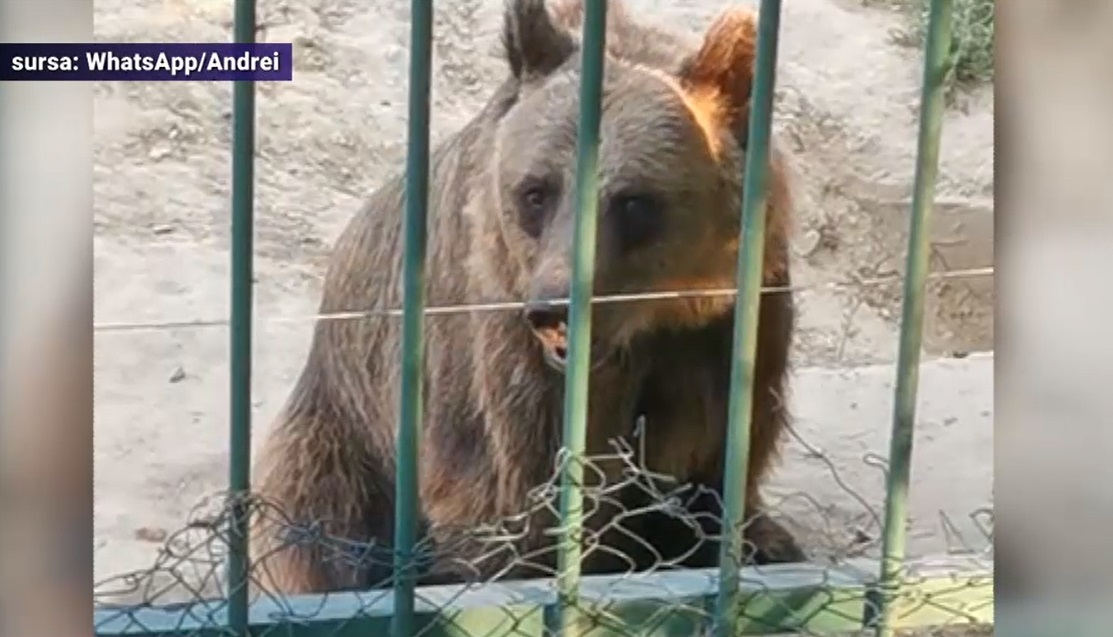 VIDEO Urși slabi și triști, lei fără apă și un cal rănit la Zoo Galați. Cum se apără conducerea