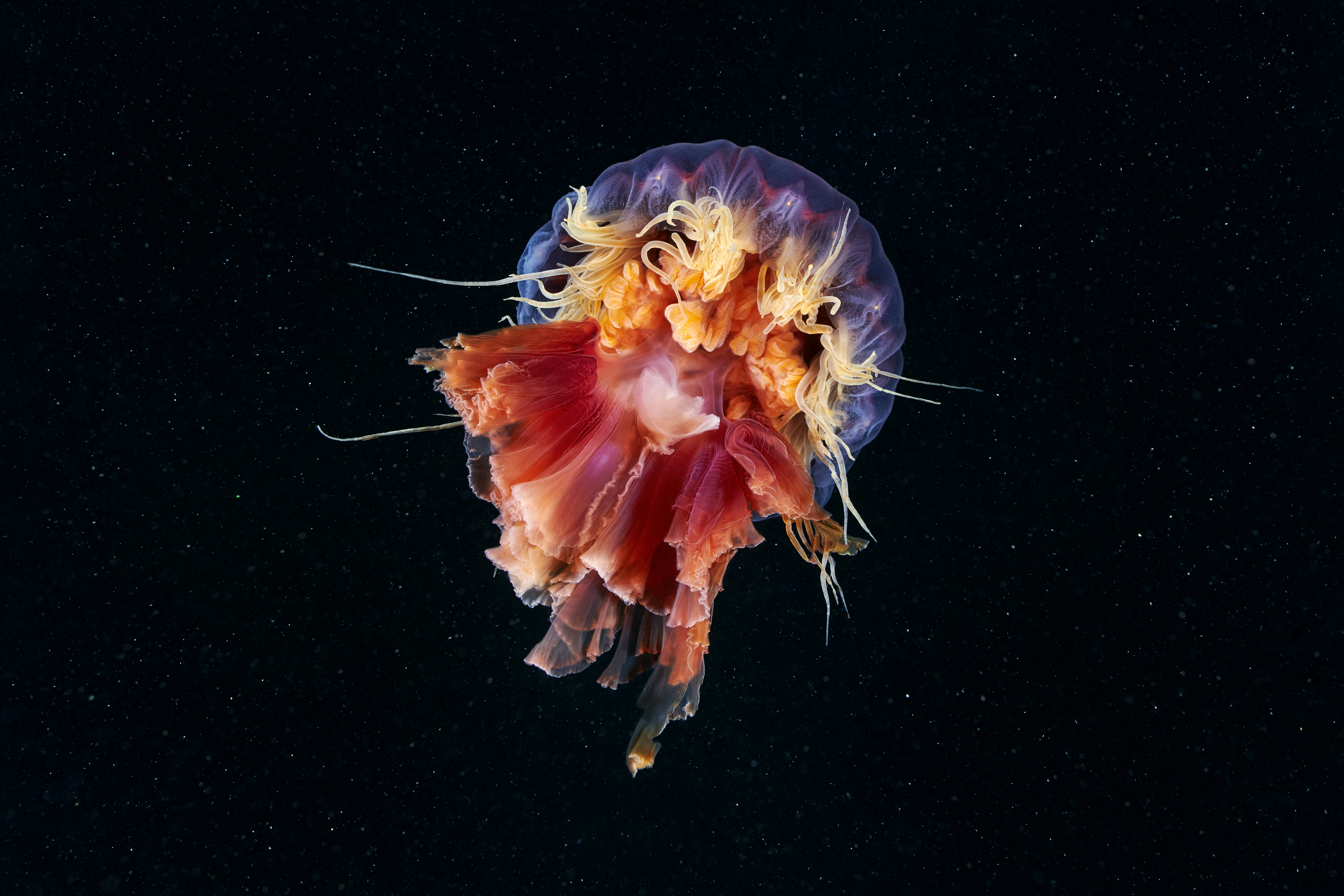 Cercetătorii spanioli au descifrat codul genetic al „meduzei nemuritoare”, creatura capabilă să revină la stadiul de larvă la infinit