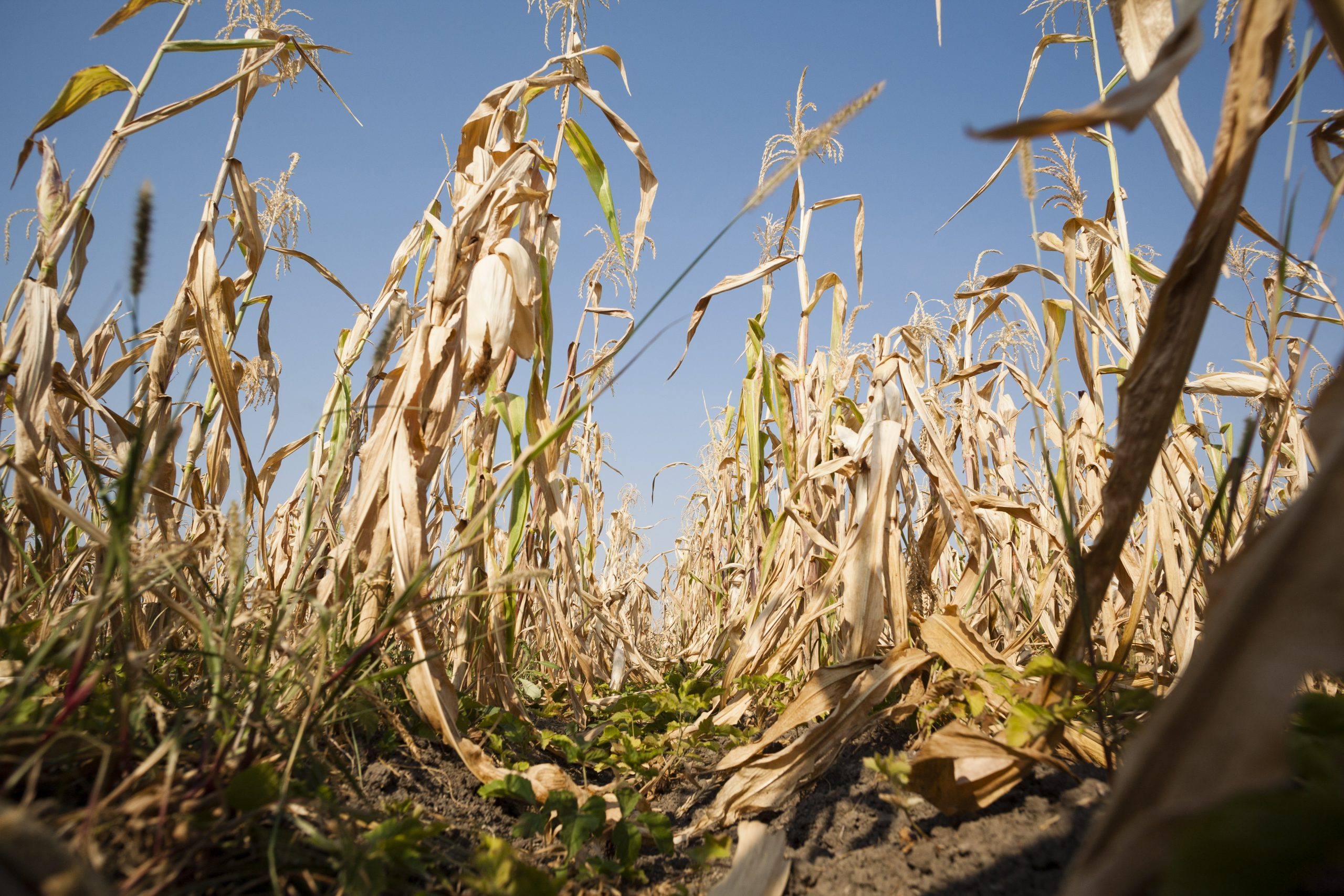 Valul de caniculă afectează grav agricultura. Ministrul Mediului: Ne confruntăm cu o secetă severă, iar previziunile nu sunt optimiste
