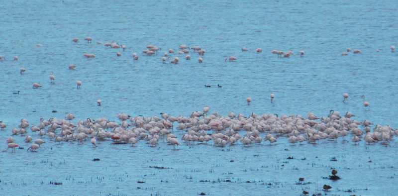 Păsări flamingo, în apropiere de Jurilovca.