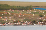 Păsări flamingo, în apropiere de Jurilovca.