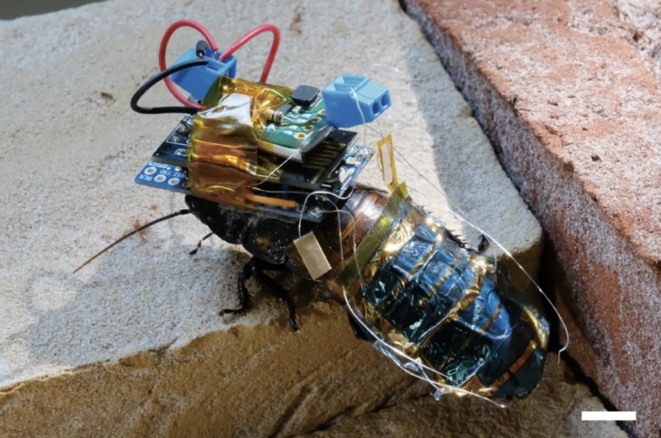 Oamenii de știință au creat gândaci-cyborg controlați de la distanță care vor ajuta la salvarea victimelor dezastrelor naturale
