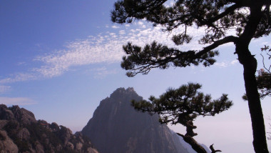 Pine trees on Mount Huang, Huangshan, Anhui Province, China
