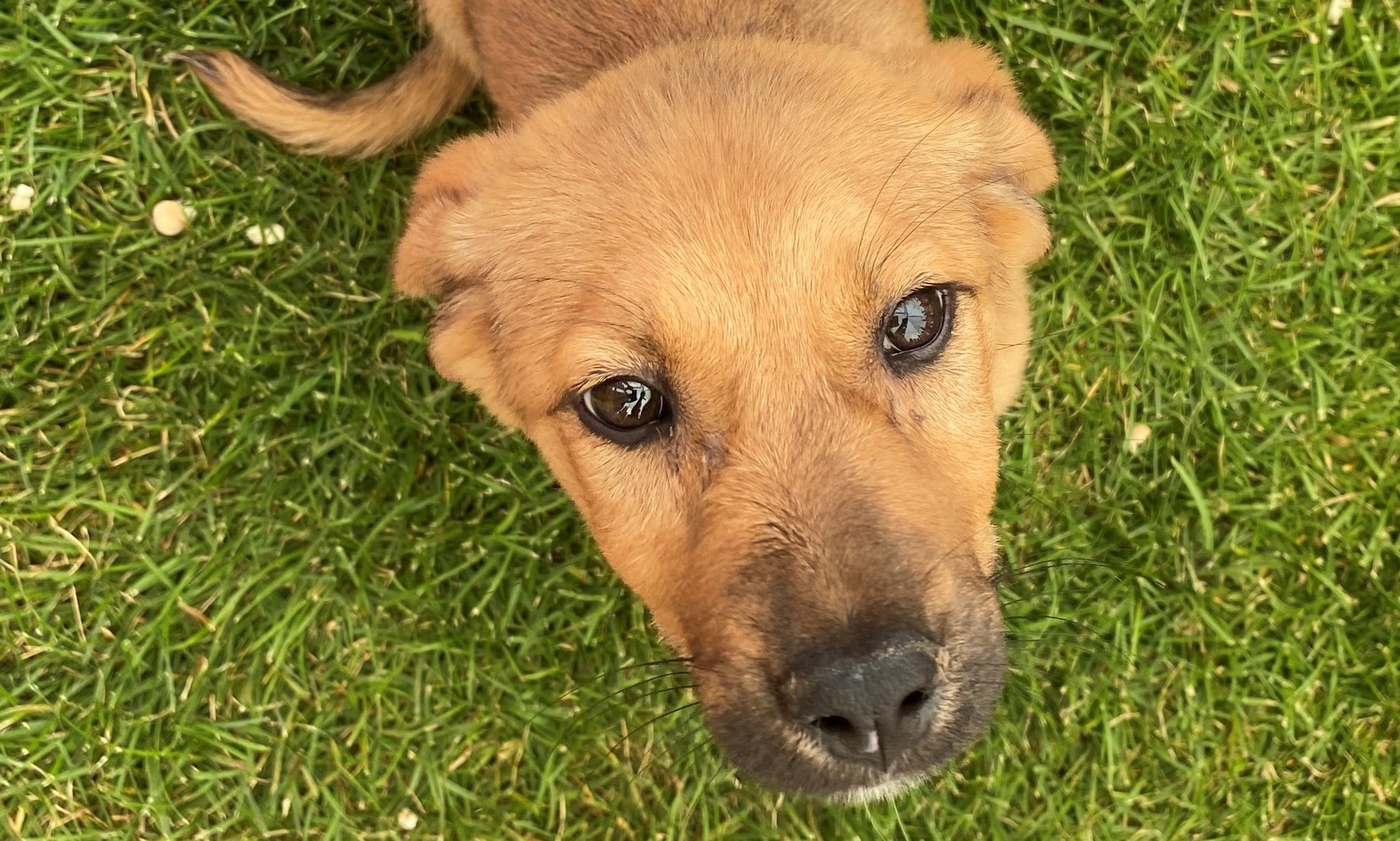 Târg de adopții de animale fără stăpân sâmbătă, în parcul Herăstrău din București