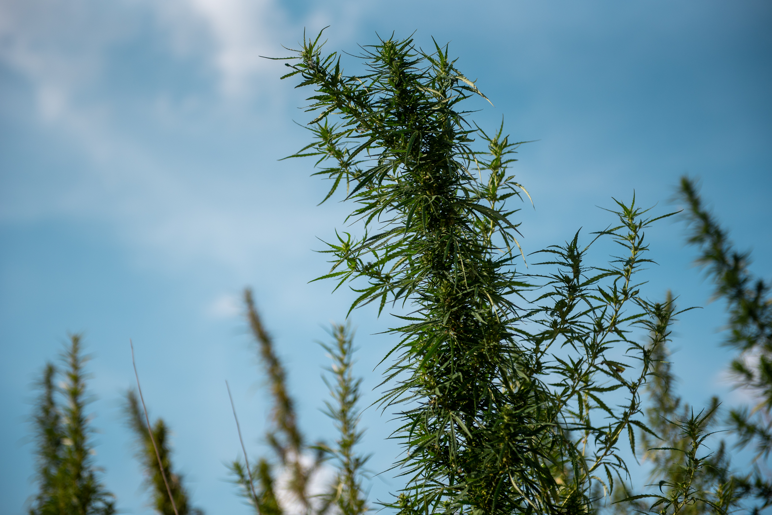 Marijuana în Bărăgan. Specialiștii CIA susțin că România a devenit o țară sursă de canabis. Agenția Antidrog confirmă