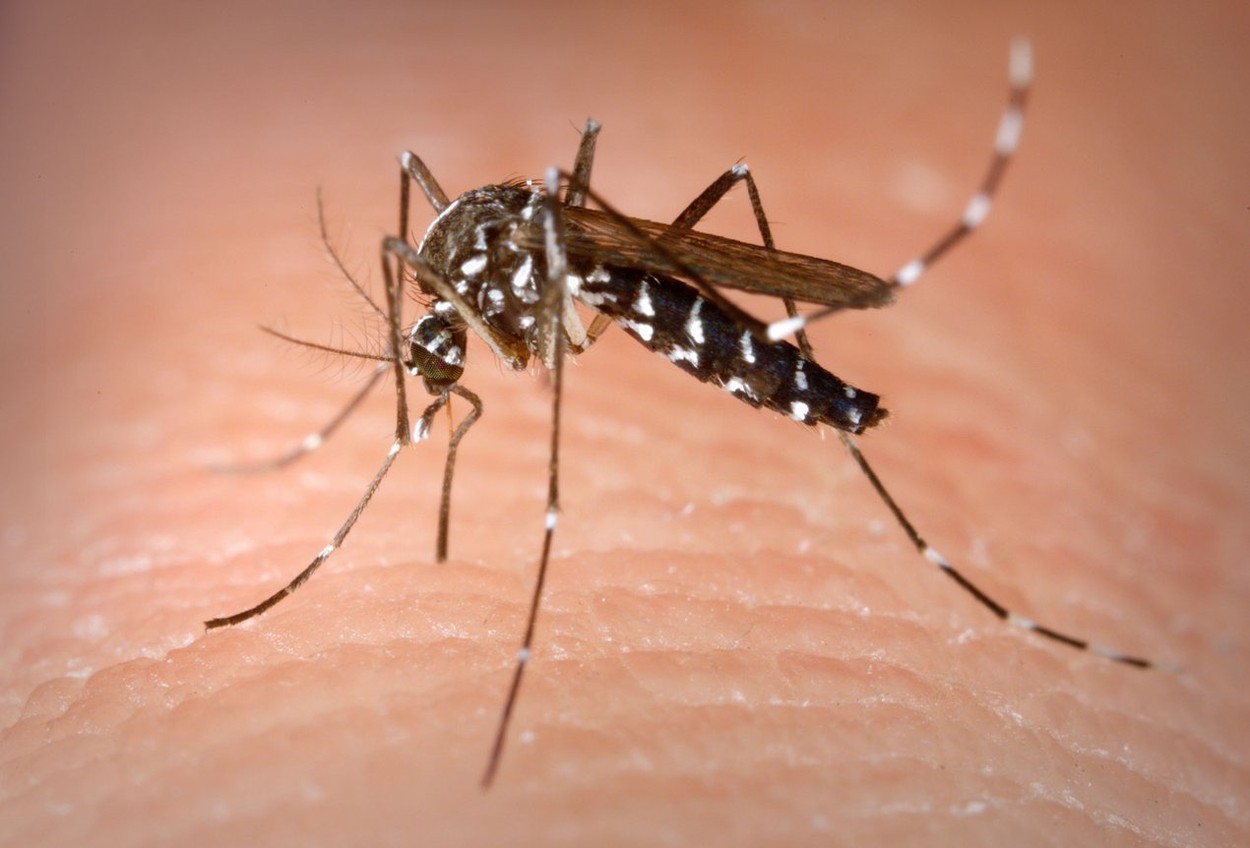 Trei cazuri de infecţie cu West Nile, un deces în prima jumătate a lunii iulie. Care sunt recomandările medicilor